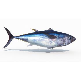Tuna Fish (Animated) 3D